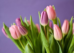 tulips-320151_1280